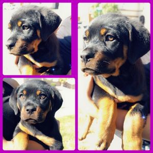Rottweiler puppies