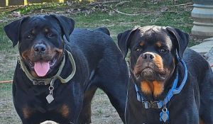 Timit-Tor Rottweiler Puppies for Sale