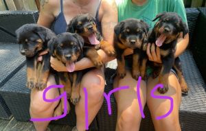 ROTTWEILER PUPPIES