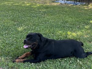 German Rottweiler Pups