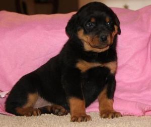 1 male, 1 female rottweiler for loving homes.