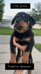 AKC champion bloodline Rottweiler