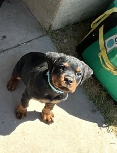 Akc reg Rottweiler puppies