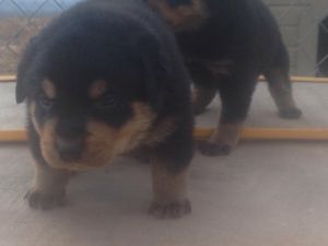 Rottweilers From Weatherford,Tx