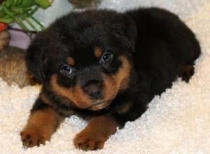 fgbtt Rottweiler pups
