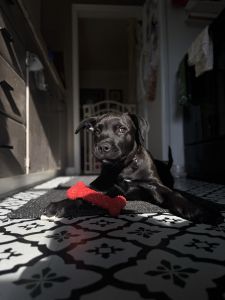 3 month old puppy needs home