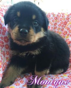 safsfs heartening Rottweiler Puppies ready