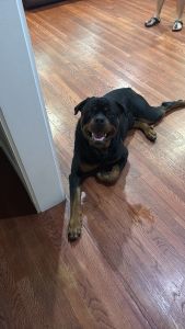 Rotti for sale
