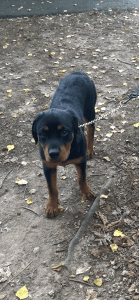 Rottweiler puppy for sale