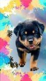 ROTTWEILER PUPPIES! PARENTS ARE: AKC,OFA CERTIFIED