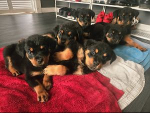ROTTWEILER PUPPIES