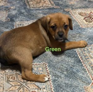 Rottweiler mix puppies