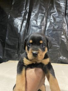 Rottweiler puppies