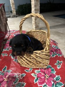 German Champion Bloodline Rottweiler puppy