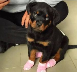 Rottweiler Puppies for Adoption p