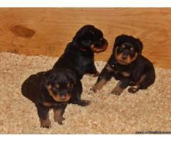 Rottweiler puppies for sale