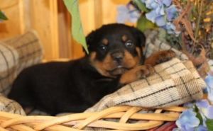 Home Trained Male And Female Rottweiler Puppies