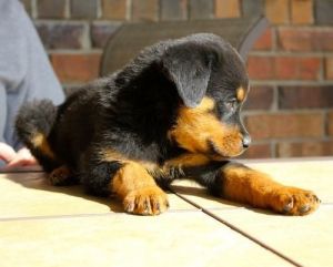 AKC German Rottweiler Puppies