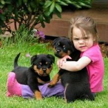Two Friendly Rottweiler Puppies