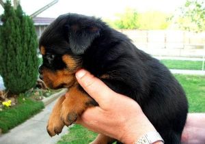 GERMAN Rottweilers