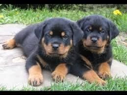 akc 100% german rottweiler puppies