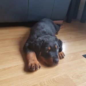 Home trained Rotty puppies for adoption