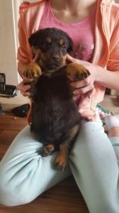 AKC registered Rottweiler puppies