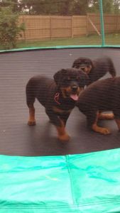 Akc German Rottweiler Female Puppy
