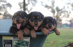 Adorable Rottweiler Pups