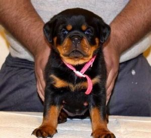 Top European Akc Rottweiler Puppies