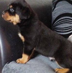 Rottweiler puppies available for sale $400