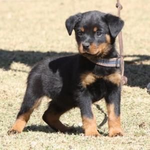 Rottweiler Puppies for Sale