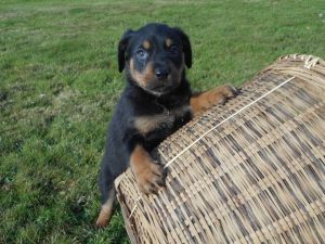 Rottweiler Puppies