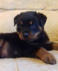 Pedigree Chunky Rottweiler Pups