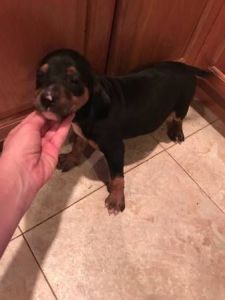 Labrador Rottweiler puppy
