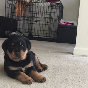Pure Rottweiler Puppy