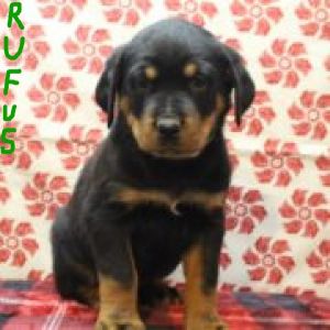 RUFUS AKC MALE