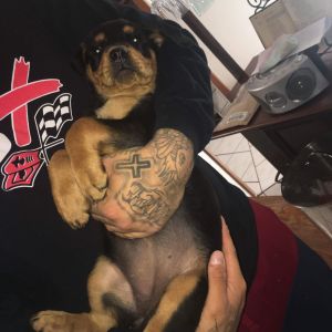 Rottweiler female puppy