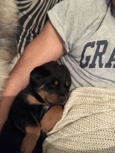 Puppy Rottie