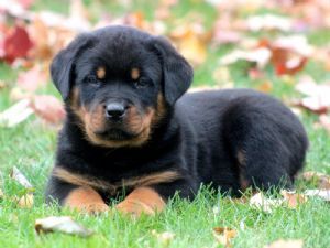 Lovely Rottweiler puppies
