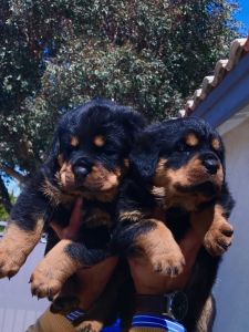Rottweiler Puppies