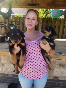 Rottweiler Puppies