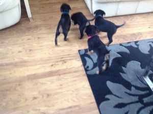 Rottweiler puppies