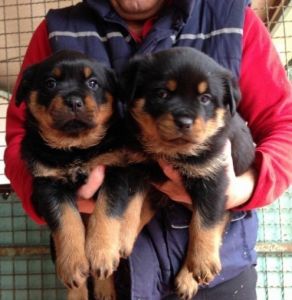 Magnificent Rottweiler for Adoption (***) ***-***0