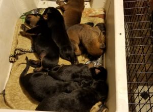 Presa canario/ German rottweiler