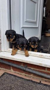Rottweiler Puppy's For Sale Must See.