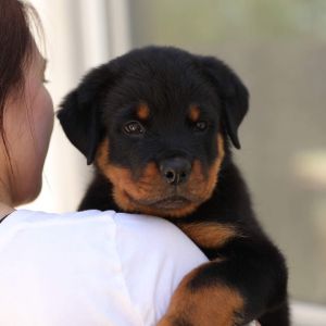 AKC Rottweiler puppies