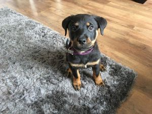 pedigree Rottweiler pup