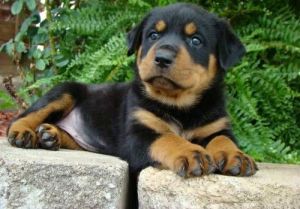 Top Quality Rottweiler Puppies Text (***) ***-***6