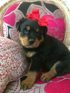 ***** Stunning Litter Of Rottweiler Puppies *****